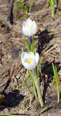 Fleur de Crocus blanc en Montagne 