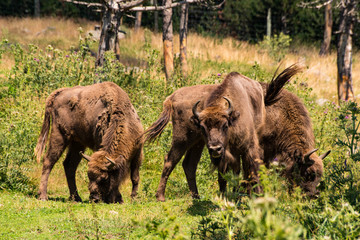 Fototapeta premium Bison