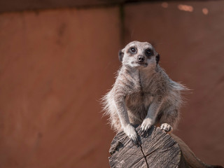 Suricate 