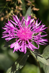 Fleur des Pyrénées