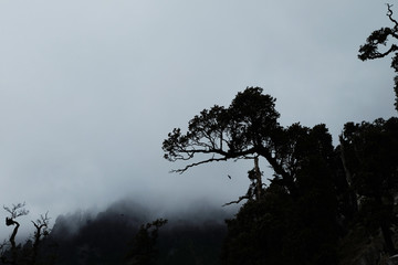 A mysterious dark tree on a mountainside in white dense fog. Mystical and scary landscape with a flying bird. Apocalyptic mood
