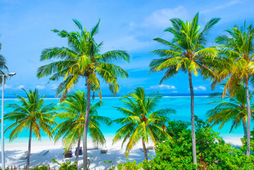 Fototapeta na wymiar Palm trees on the sandy beach and turquoise ocean from above