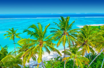 Palm trees on the sandy beach and turquoise ocean from above