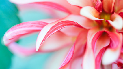 Macro Floral Photo