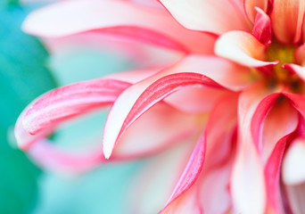 Macro Floral Photo