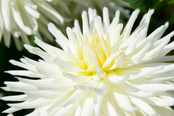 Wei&szlig;e edle Dahlie im Sonnenlicht