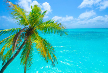 Palm trees on the sandy beach and turquoise ocean from above