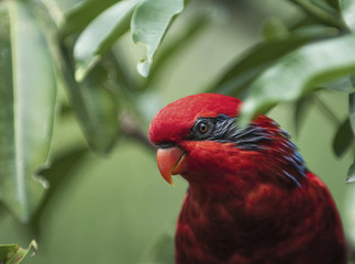 Parrot