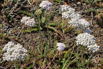 Achillea