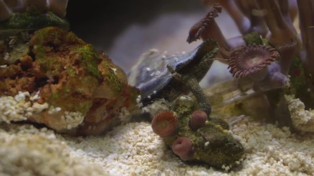 Jumping conch ( Strombus terebellatus ) in aquarium. Unique amazing beautiful exotic macro video. 