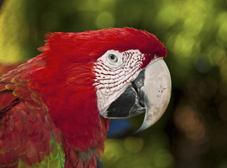Parrot