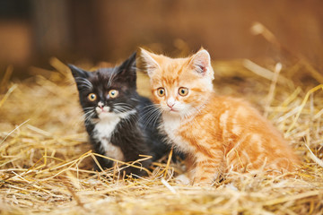 two kitten on hay. Black and red