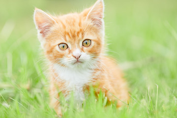 Naklejka na ściany i meble kitten in green grass