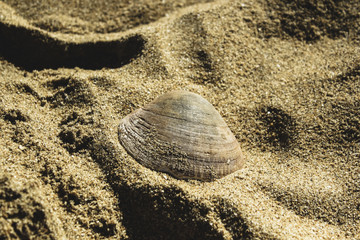 Photo shows a shell on a sandy beach.