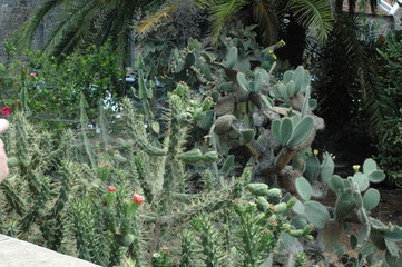 kakteen,wüste,sand,urlaub,teneriffa
