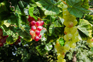 brushes of red and green grapes, artificial decoration