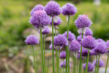Decorative cultivated flowers