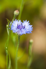 Cornflower in the meadow