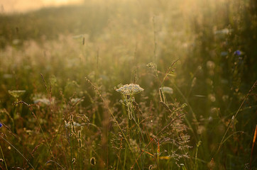 beautiful field landscape