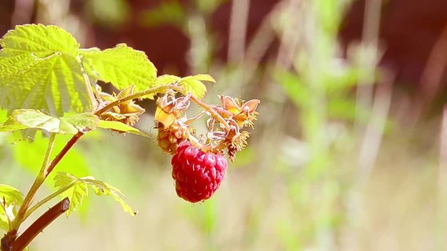 Rubus idaeus, raspberry, red raspberry, European raspberry