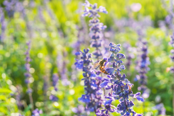 Bee harvesting pollen in lavender field ,Selective focus