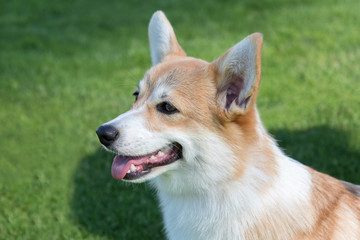 Portrait of Pembroke Welsh Corgi.