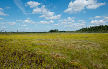 Obraz premium swamp in Finland