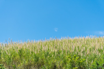 Fototapeta premium Grass flower field and blue sky in the morning
