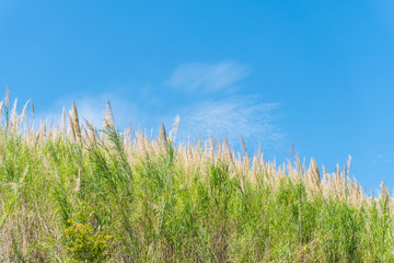 Fototapeta premium Grass flower field and blue sky in the morning