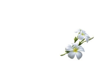 bouquet white plumeria isolated with clip path