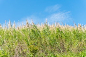 Grass flower field and blue sky in the morning