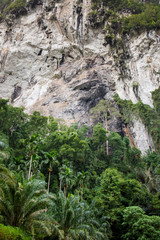 Fototapeta na wymiar Photograph of rain forest in tropical zone in Asia.