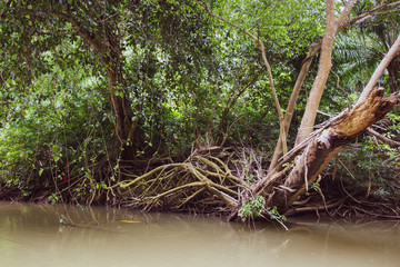 Photograph of a big tree near the river in mangrove.