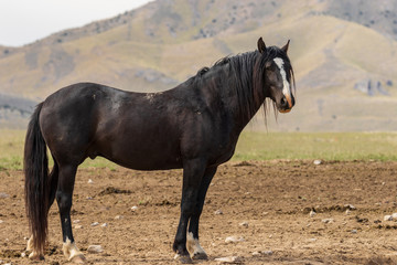 Majestic Wild Horse Stallion