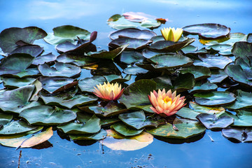 flower of the lotus on the lake