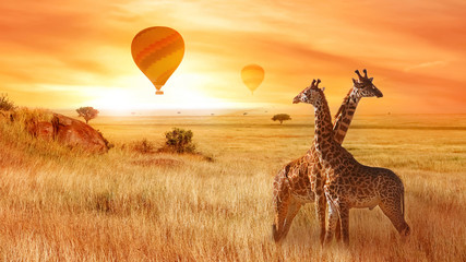 Giraffes in the African savanna against the background of the orange sunset. Flight of a balloon in...