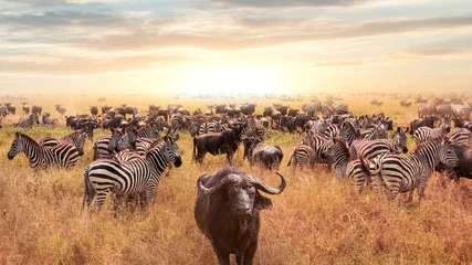 Poster Afrikaanse buffel en zebra in de Afrikaanse savanne bij zonsondergang. Serengeti Nationaal Park. Afrikaanse artistieke afbeelding. © delbars