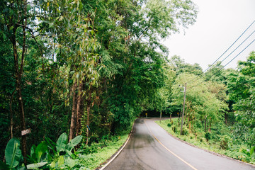 Foggy road in the forest ,Beautiful nature trail (Picture put grain)