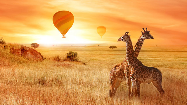 Fototapeta Żyrafy w afrykańskiej sawannie na tle pomarańczowego zmierzchu. Lot balonu na niebie nad sawanną. Afryka. Tanzania.