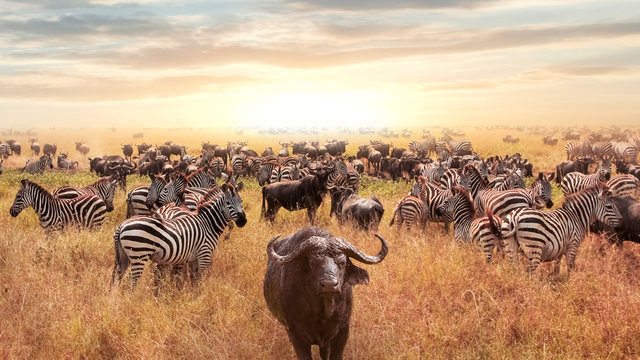 African buffalo and zebra in the African savannah at sunset. Serengeti National Park. African artistic image.