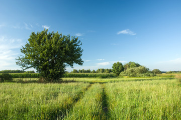 Wheel tracks on a green meadow, tree and blue sky