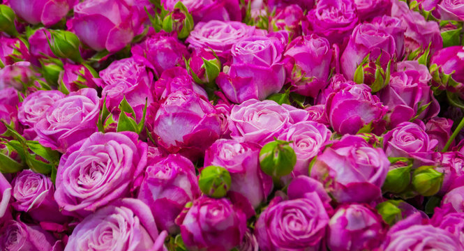 floral background of roses