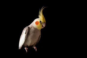 Cockatiel Portrait, Cute Parakeet Sitting with open beak, isolated on black background, studio