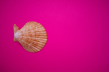 seashell on magenta background
