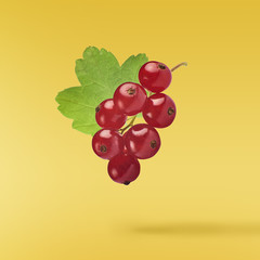 Flying fresh red currant