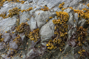 Bladderwrack Seaweeds Clinging on Rock at lowtide along Pacific Ocean