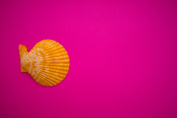 seashell on magenta background
