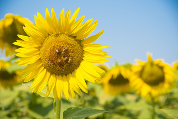 girasoli