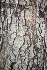 Surface of an old wood bark close up.