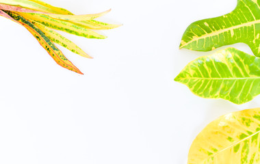 troopical leaves isolated on white background with text space. 